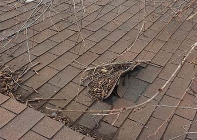 Roof Debris Shingle Damage