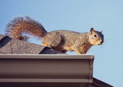 Roof Squirrel Pest Damage